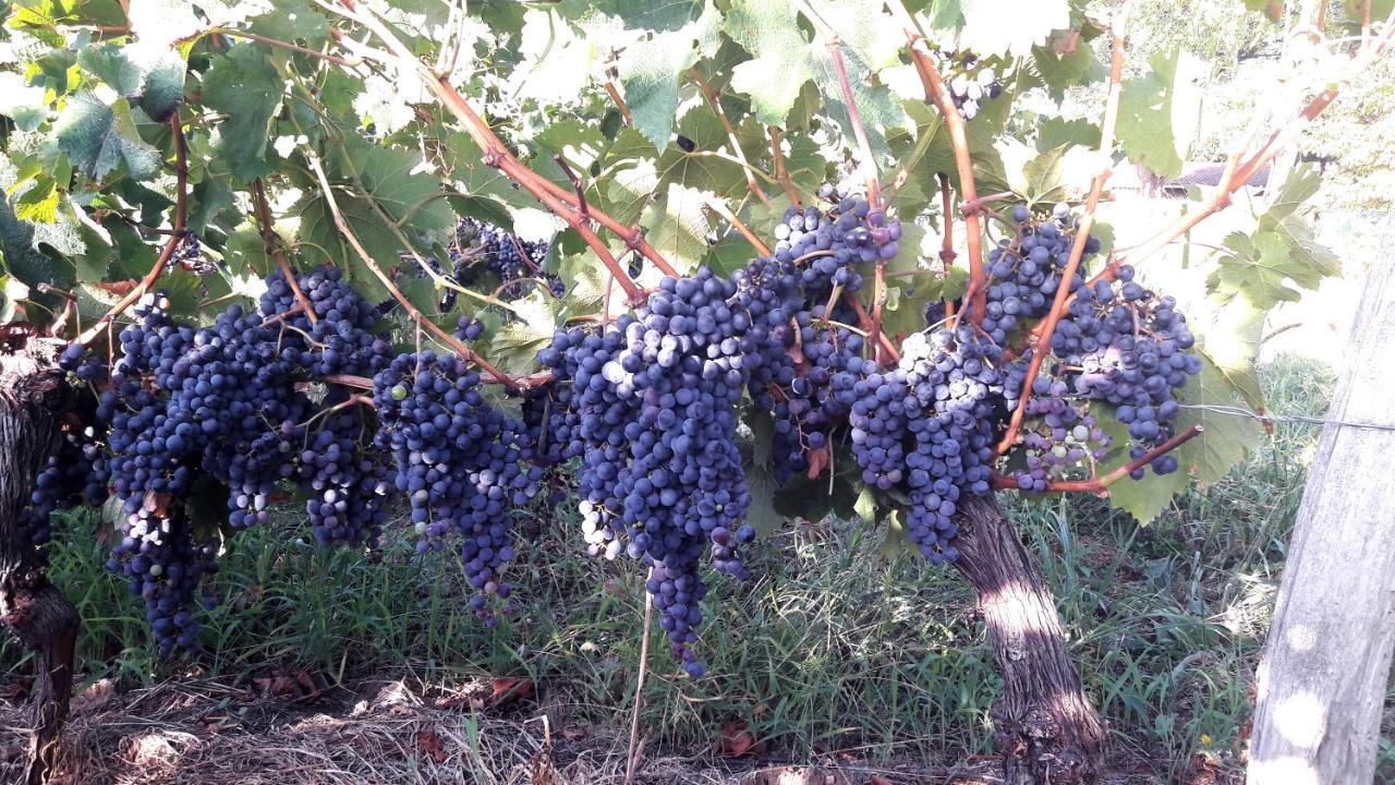 Monestier  Le Clos D'Almide المظهر الخارجي الصورة